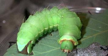 国产蚕虫钓鱼视频,国产创意钓法新潮流